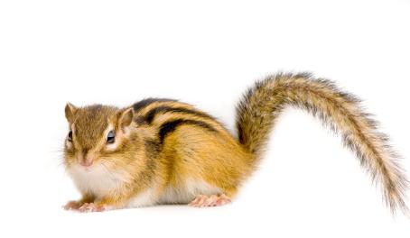 Animal Care Sheet