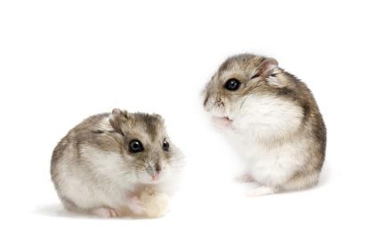 The Life Expectancy of Hamsters -cute animal names