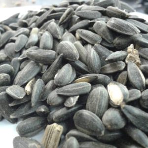 Black Sunflower Seed Bulk 12.75kg