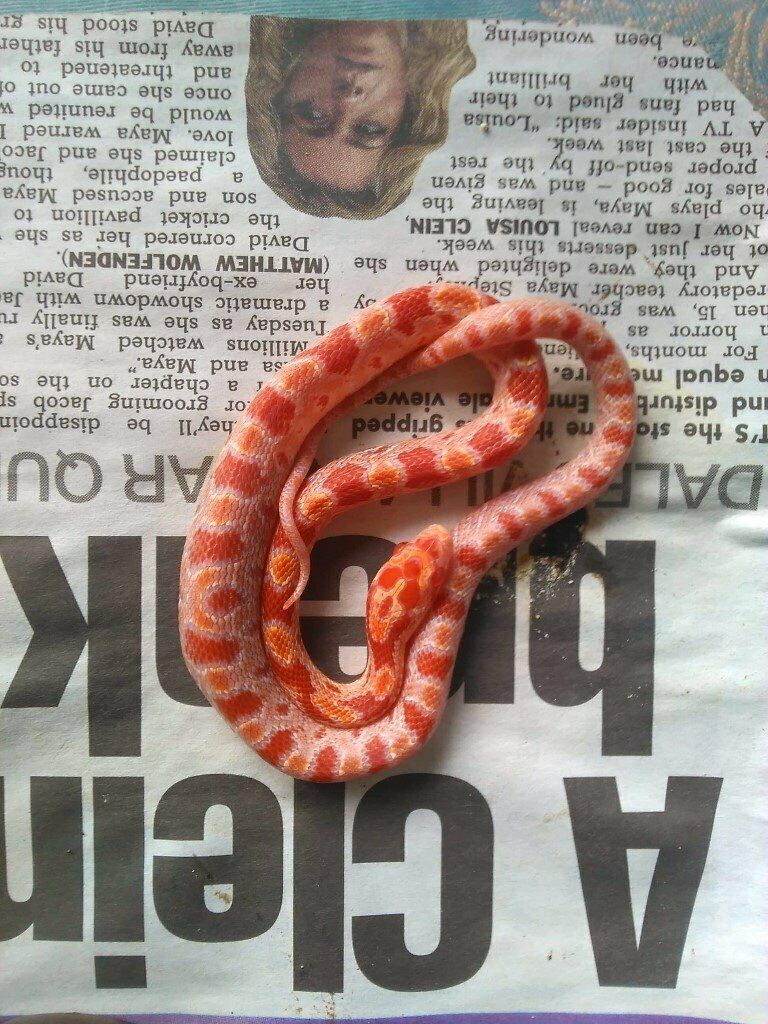 Corn Snake