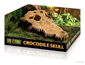 Crocodile Skull Hide