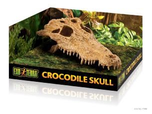 Crocodile Skull Hide