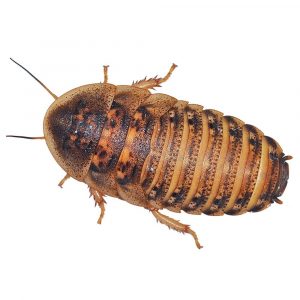 Dubia Cockroaches Pre Pack Medium