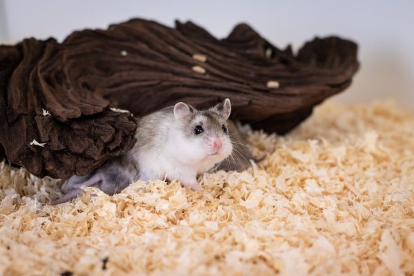 Dwarf Hamster Male x2