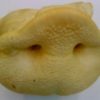 Honey Snout Dog Treat Small