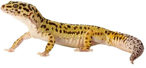 Leopard Gecko