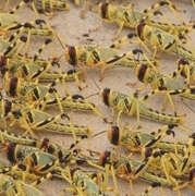 Livefoods Medium Locusts