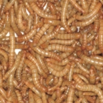 Livefoods Mealworms