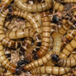 Livefoods Morio Worms