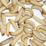 Livefoods Waxworms 15g shavings