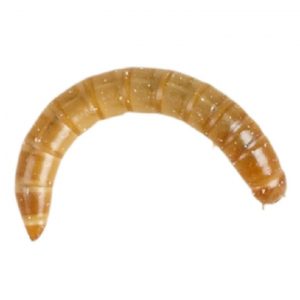 Live Mealworms