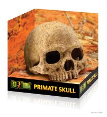 Primate Skull Hide