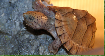 Razorback Musk Turtle