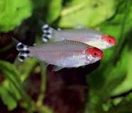 Rummy Nose Tetra